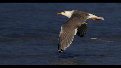 Yellow-legged Gull