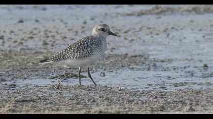 Grey Plover