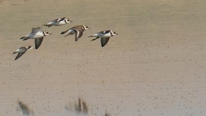 Common Ringed Plover