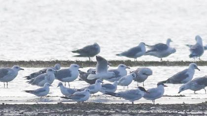 Caspian Tern