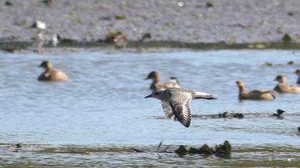 Grey Plover