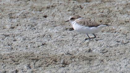 Kentish Plover