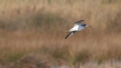 Common Greenshank