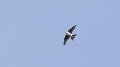 Common House Martin