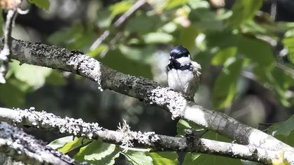 Coal Tit