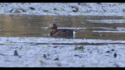 Ferruginous Duck