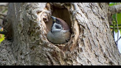 Eurasian Tree Sparrow