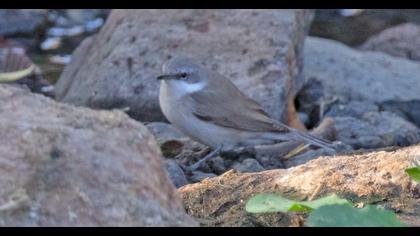 Lesser Whitethroat