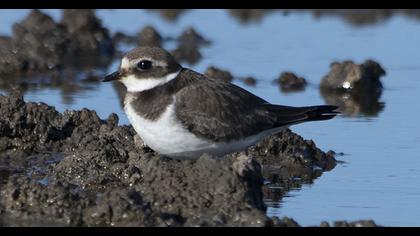 Common Ringed Plover