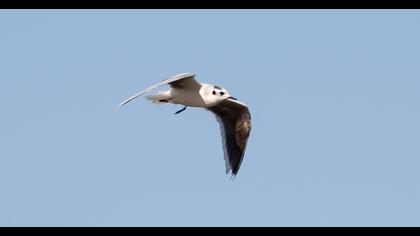 Little Gull