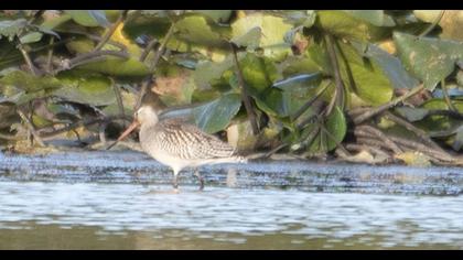 Bar-tailed Godwit