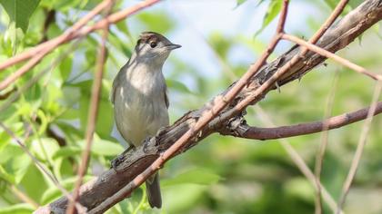 Karabaşlı ötleğen
