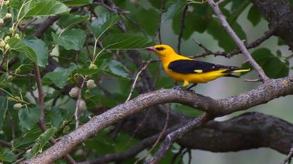 Eurasian Golden Oriole