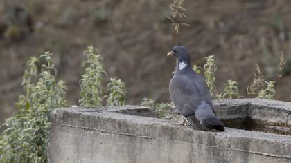 Common Wood Pigeon
