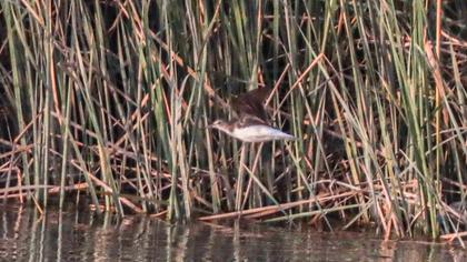 Green Sandpiper
