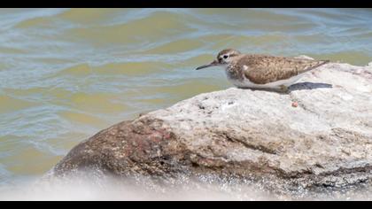 Common Sandpiper