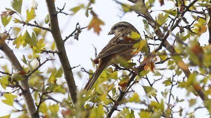 Rock Bunting