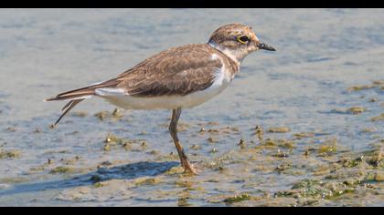 Little Ringed Plover