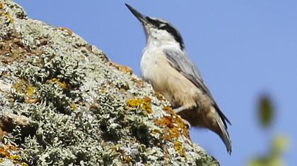 Western Rock Nuthatch