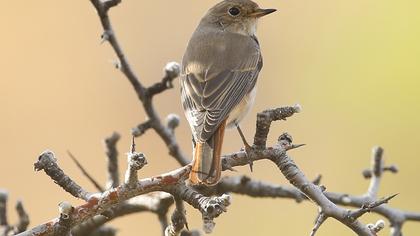 Common Redstart