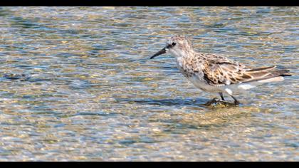 Little Stint