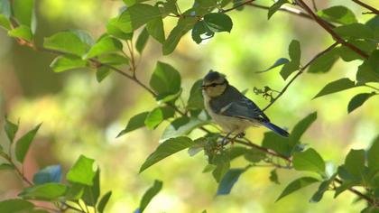 Eurasian Blue Tit