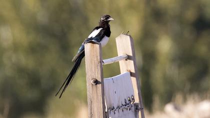 Eurasian Magpie