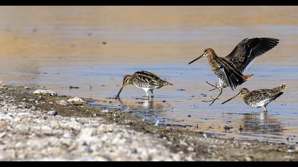 Common Snipe
