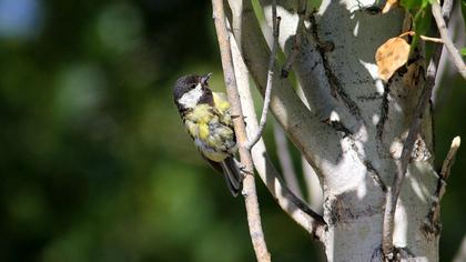 Great Tit