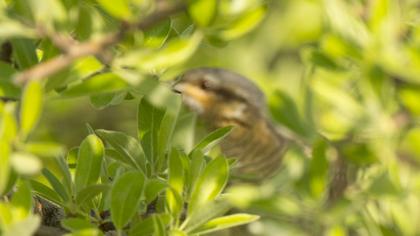 Eurasian Wryneck