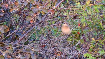 Red-breasted Flycatcher