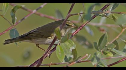 Willow Warbler