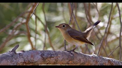 Red-breasted Flycatcher