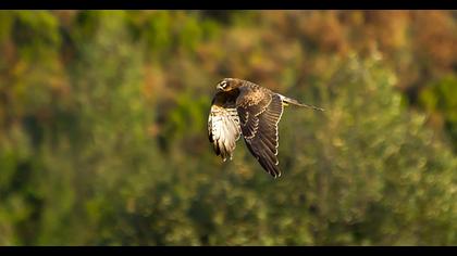 Montagu`s Harrier