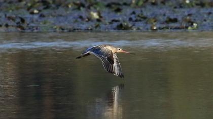 Bar-tailed Godwit