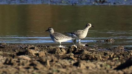 Grey Plover