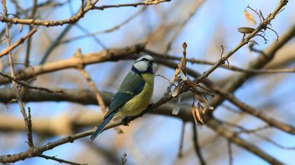 Eurasian Blue Tit