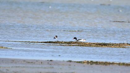 Common Shelduck