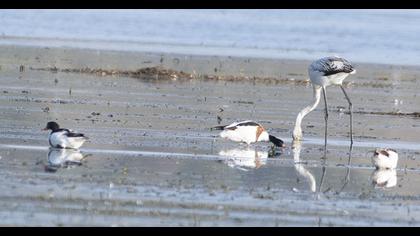 Common Shelduck