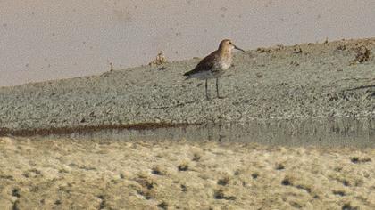 Dunlin