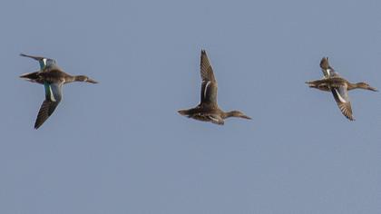 Northern Shoveler
