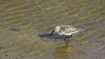 Dunlin