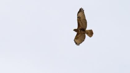 Common Buzzard