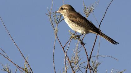 Red-backed Shrike