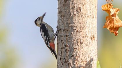 Syrian Woodpecker