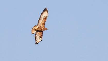 Common Buzzard