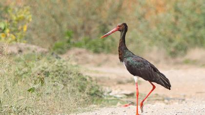Black Stork