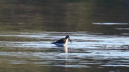 Curlew Sandpiper