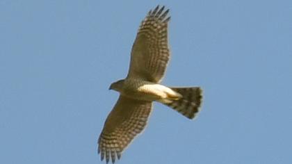 Eurasian Sparrowhawk