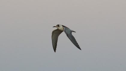 White-winged Tern